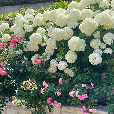 アパート Ortensia Garden